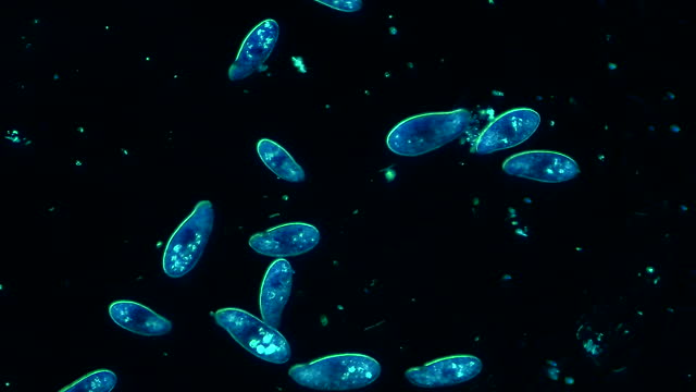 Colony of microorganisms siliates, 4K, 60fps