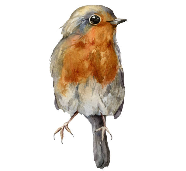 istock Watercolor card with robin redbreast. Hand painted bird isolated on white background. Wildlife illustration for design, print, fabric or background. 1291610053