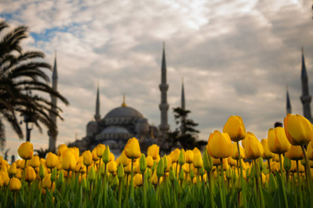istock Yellow tulips and Sultanahmet Mosque 1291610190
