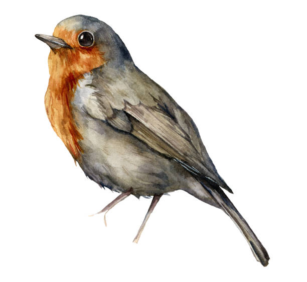 aquarell robin redbreast. hand bemalt vogel isoliert auf weißem hintergrund. tierwelt-illustration für design, druck, stoff oder hintergrund. - rotkehlchen stock-grafiken, -clipart, -cartoons und -symbole