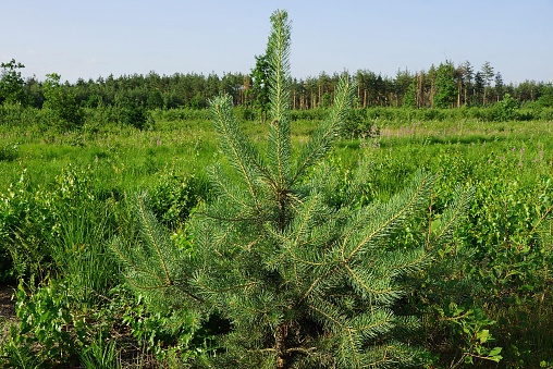 one small coniferous pine tree among green vegetation against a background of a forest and a blue sky