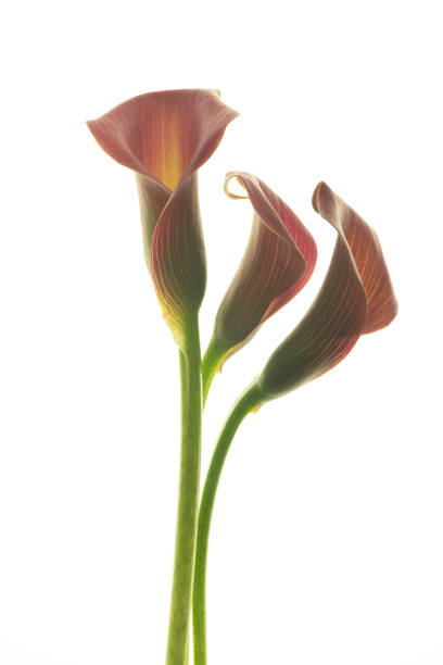 istock Beautiful pink calla lilies on white background 1291612628