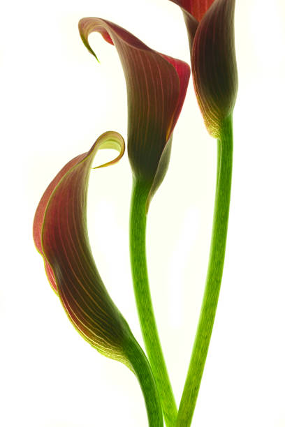 istock Beautiful pink calla lilies on white background 1291612671