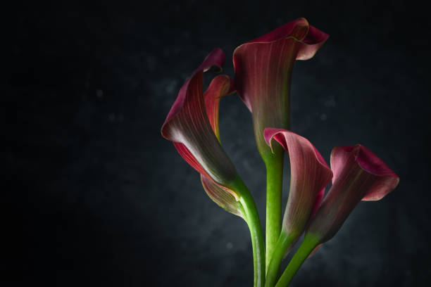 黒の背景にピンクのカラリリーの花 - lily nature flower macro ストックフォトと画像