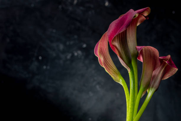 Pink calla lilly flowers on black background.
