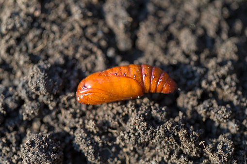 Worm, Agricultural Field, Agriculture, Animal.