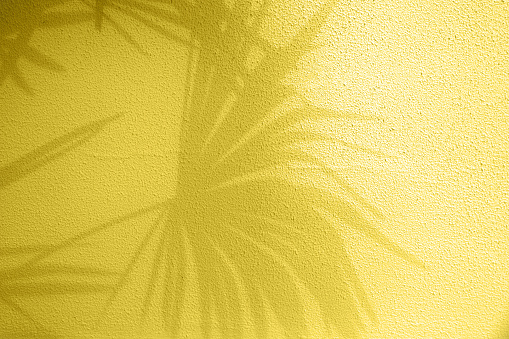 Tropical gray palm leaves shadows on wall illiminating yellow textured background.