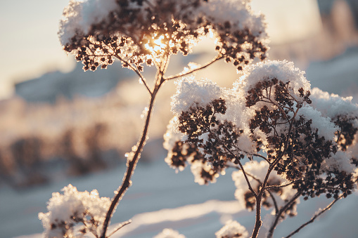 A branch covered with snow at sunset.