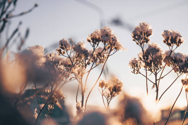 Beautiful winter seasonal background A branch covered with snow at sunset. snow flowers stock pictures, royalty-free photos & images