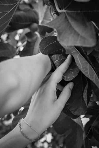 Picking Fruits in Greece