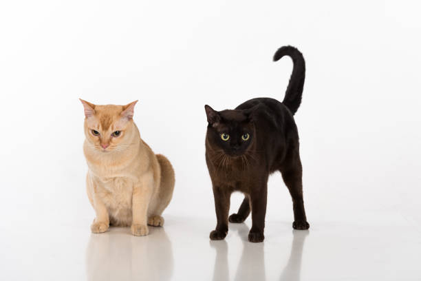 istock Bright Brown and Black Burmese cats. Isolated on white background 1291615875