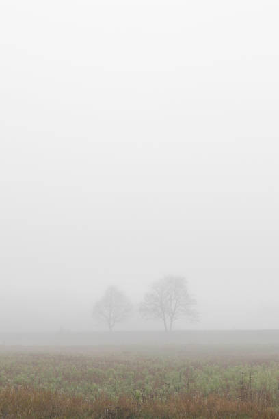 istock Two trees in fog 1291615889