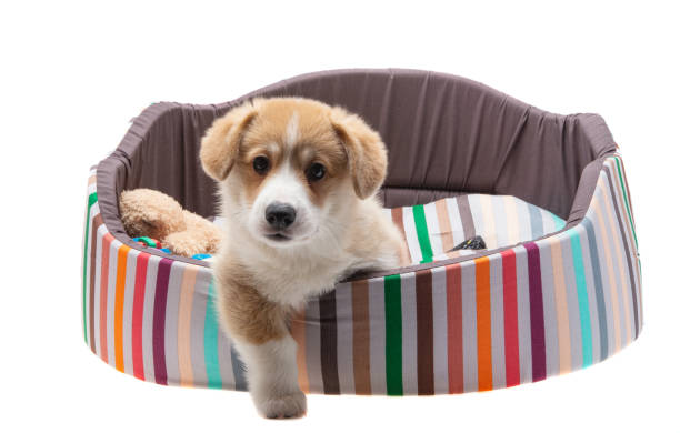 istock dog bed with corgi isolated 1291616021