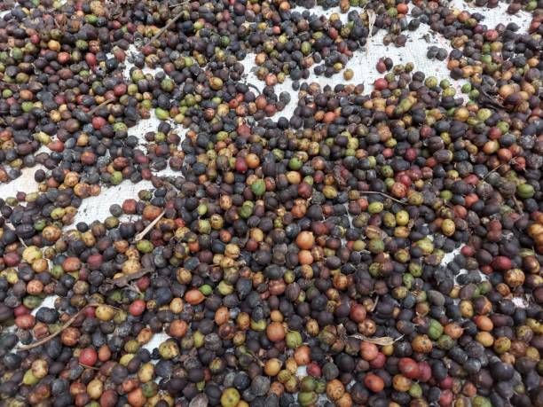 istock Semi dried coffee beans on a sheet 1291616375