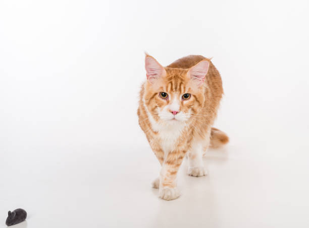 istock Maine Coon Cat Standing on the White Table with Reflection. White Background. Mouse Toy in Corner 1291616760
