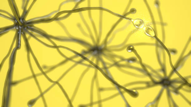 нейрон синапсис sem - excitatory synapse стоковые фото и изображения