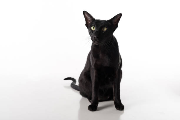 istock Curious Black Oriental Shorthair Cat Sitting on White Table with Reflection. White Background. Long Tail. 1291617469