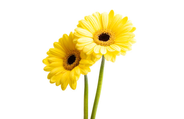 istock beautiful gerbera flowers isolated 1291618699