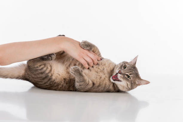 istock Woman Hand Touch Gray Cat and Play. White Background and reflection 1291618794