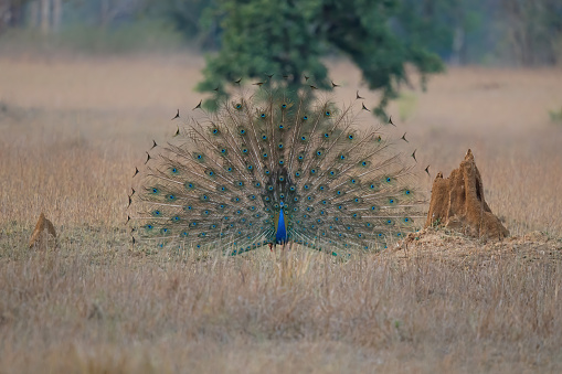 Indian peafowl (Pavo cristatus), also known as the common peafowl, fans his tail to impress on an open spot in the jungle in Kanha National Park in India