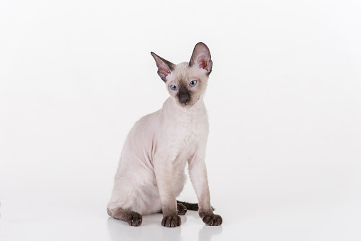 Hairless Sphinx Cat is Sitting on the White Box. Isolated on white background