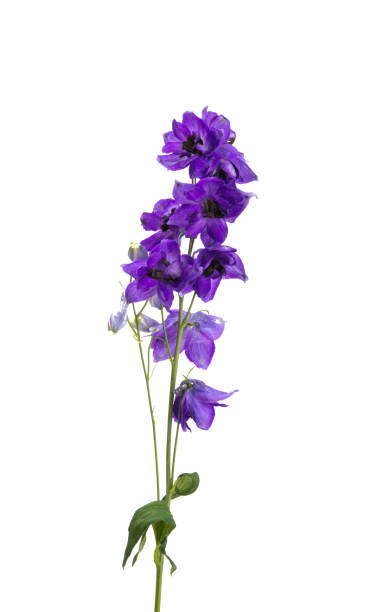 istock delphinium flower isolated 1291619348