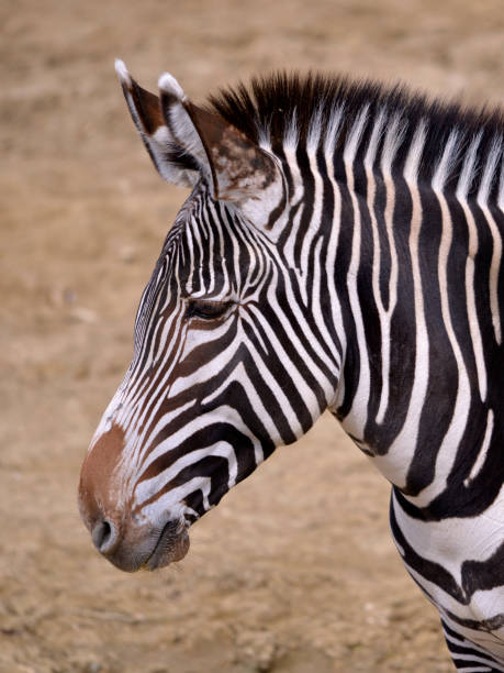 istock Head of zebra of Grevy 1291619950