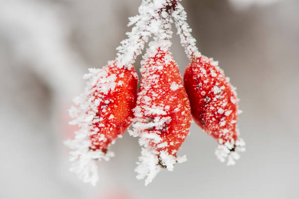 istock frozen red berries with hoarfrost at cold winter day 1291620362