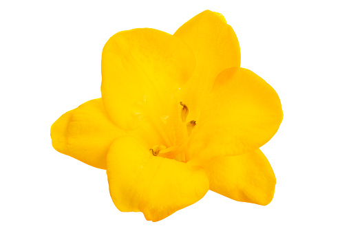 yellow freesia flower isolated on white background