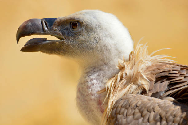 Eurasian griffon vulture flying