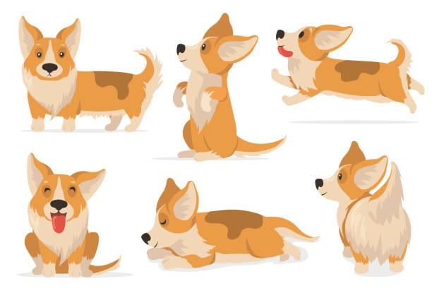 illustrations, cliparts, dessins animés et icônes de ensemble amical de corgi - humor pets loving vertical