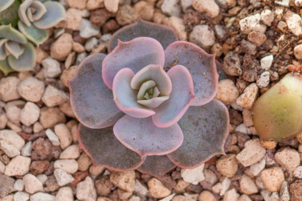 Echeveria lilacina, succulent plant top view Echeveria lilacina, succulent plant top view echeveria stock pictures, royalty-free photos & images