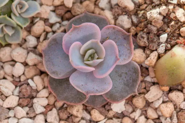 Echeveria lilacina, succulent plant top view