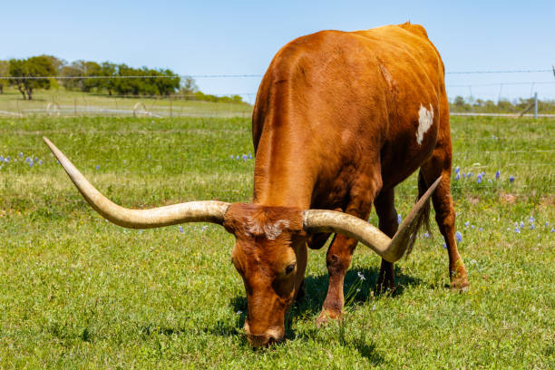 istock Beautiful longhorn bull 1291623764