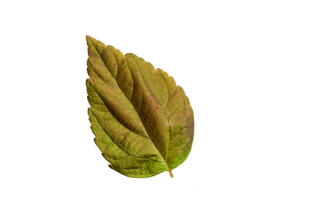 Leaf Isolated on White Background.