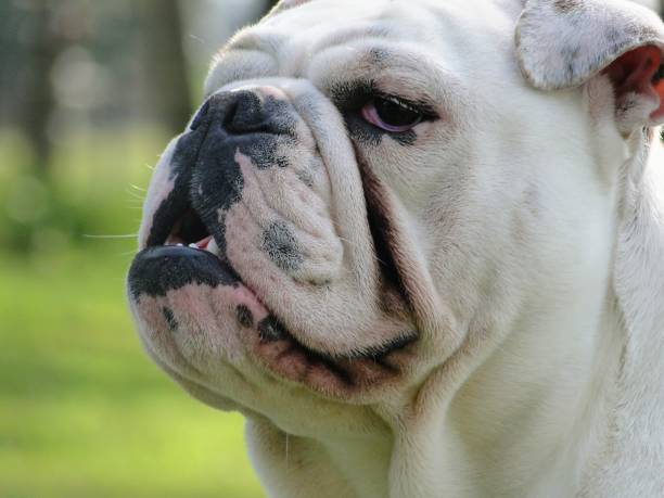 istock English bulldog 1291624723