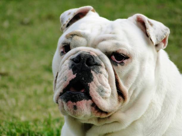 istock English bulldog 1291625259