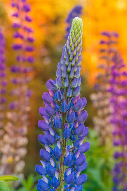 Macro Lupene Flower And Blurry Evening Sunset Color in Background. Macro Lupene Flower in Blurry Evening Sunset Color in Background. Shallow Depth Of Field. lupine flower stock pictures, royalty-free photos & images