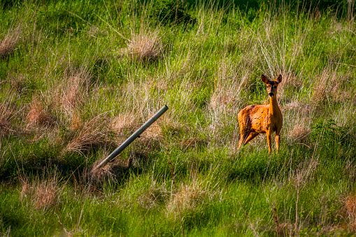 Deer standing by fence pole