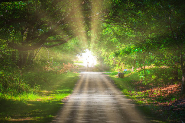 Tunnel of light Green tunnel trough forest with a bright llight at the end of the tunnel, religion, belief, spiritiualty light at the end of the tunnel photos stock pictures, royalty-free photos & images