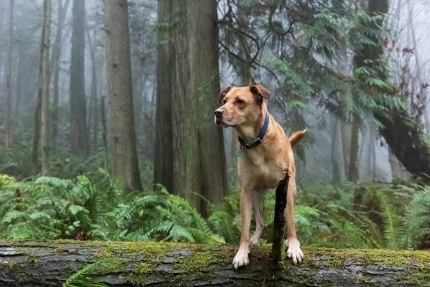istock Dog in the Pacific Northwest Forest 1291628199