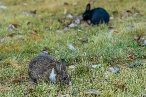 Close-up cute wild rabbits foraging in the grass. The Bunnies of Canmore, numerous feral rabbits that roam the town. Alberta, Canada.