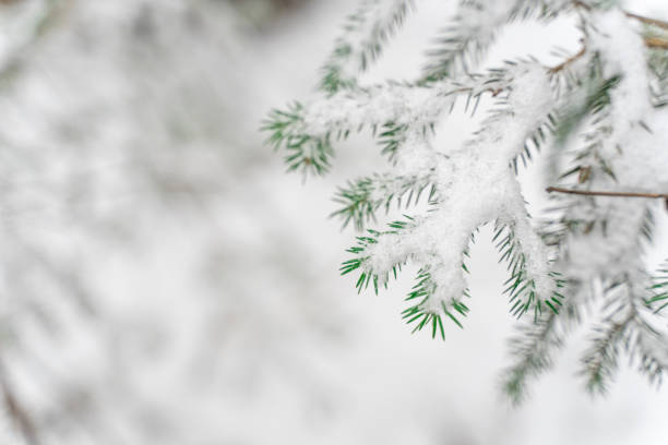 istock fir-tree branches on a background of snow. 1291632914