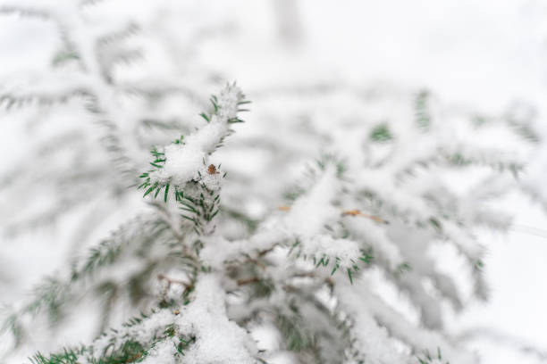 istock fir-tree branches on a background of snow. 1291632931