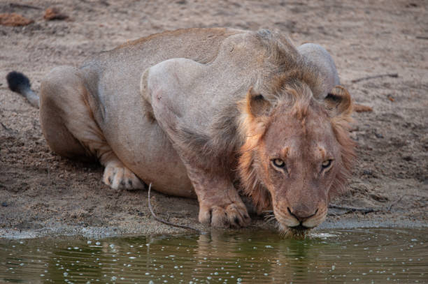 istock Young Male Lion having a Drink 1291633854