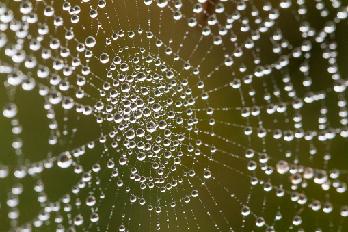 Detail of water droplets on spider web in early morning