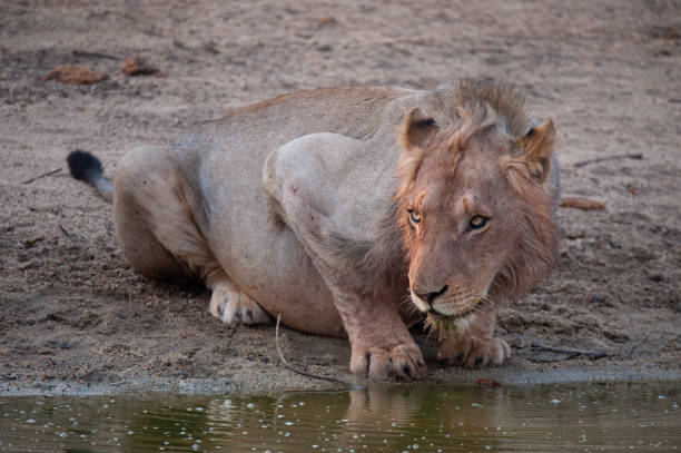 istock Young Male Lion having a Drink 1291634134