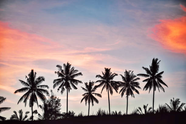 Landscape with palm trees near Ubud, Bali,Indonesia.