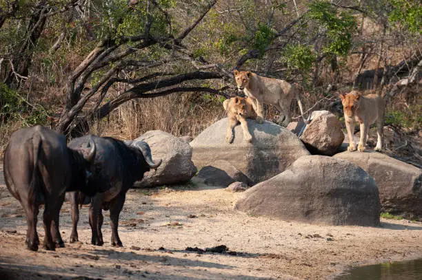 Photo of Lion Pride Chased by Cape Buffalo