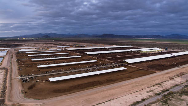 istock Cattle Feedlot in Arizona - Aerial 1291635524